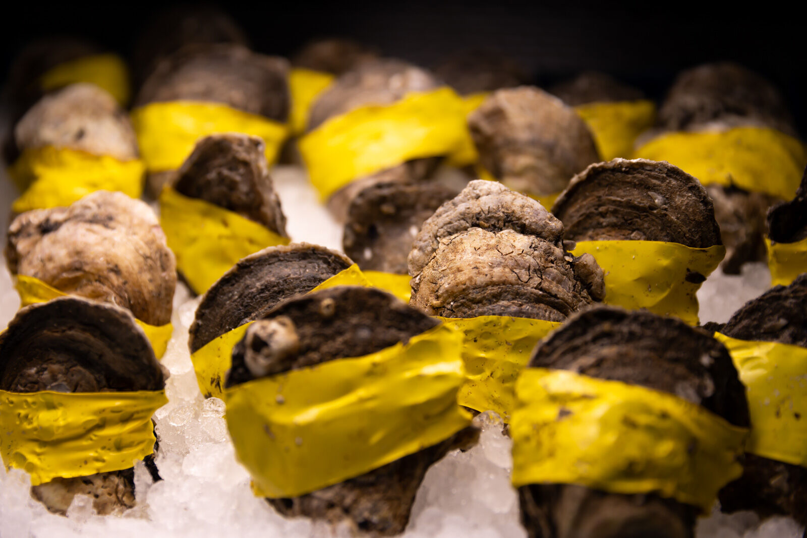 Coral Reef Seafood- Oysters.jpg